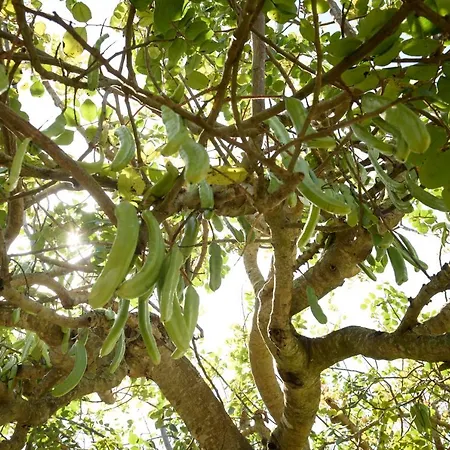 Karrua House - Magnolia Pensjonat 4*