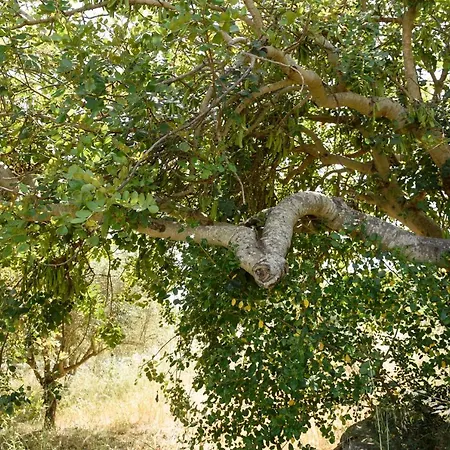 Pensjonat Karrua House - Magnolia 4*